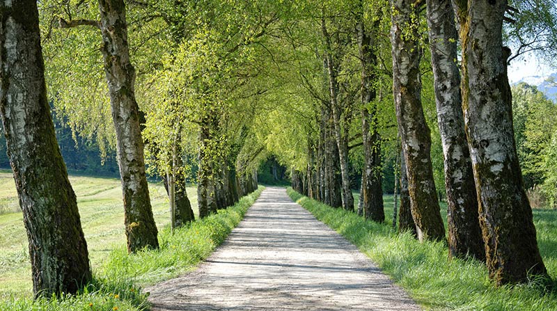 consellor for trauma counselling brighton consellor for trauma brighton